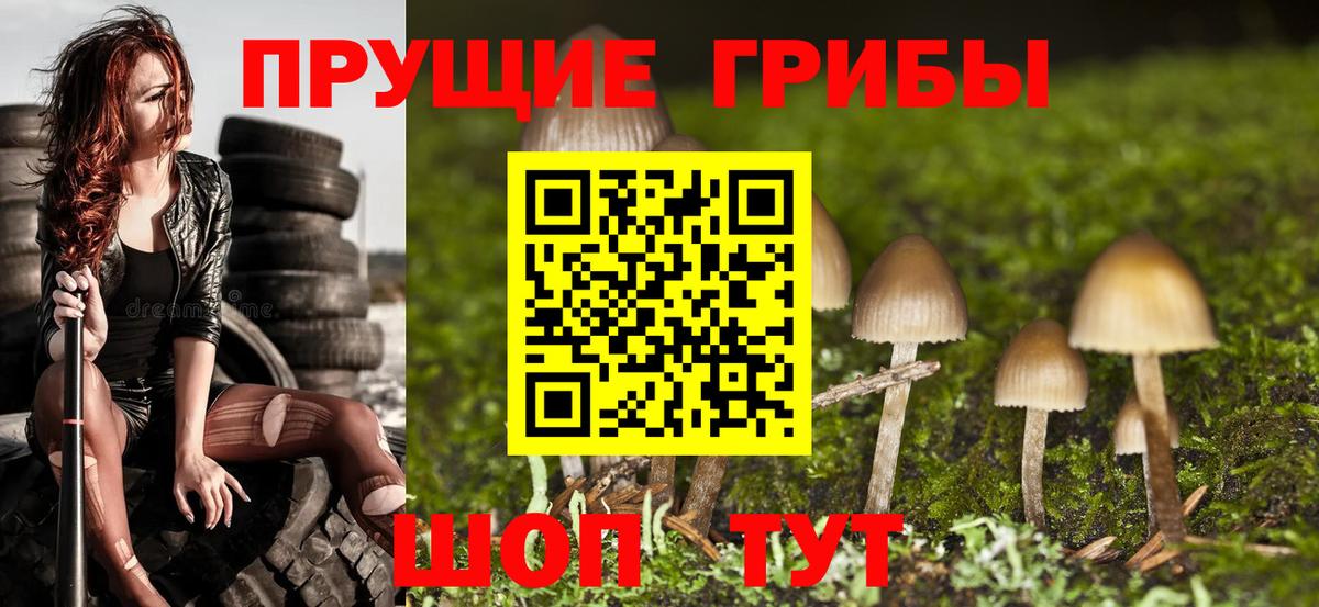 Галлюциногенные грибы Psilocybine cubensis Грязи